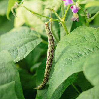 Haricot Nain Merveille du Piémont. Feuilles de haricot et fleurs rosées sur le plant. Le cadrage permet de voir les formes, les couleurs et les détails du sujet représenté. Les contours se détachent du fond de l’image, avec des différences de teinte et de texture visibles sur les surfaces. Cette vue accompagne la présentation du produit dans la boutique.