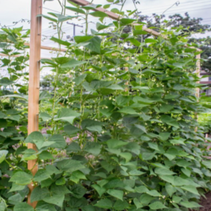 Organic 'Seychelles' green bean