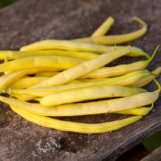 Haricot 'Grandma Nellie's Yellow Mushroom'