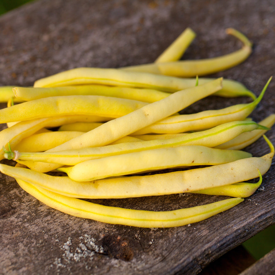 Haricot 'Grandma Nellie's Yellow Mushroom'