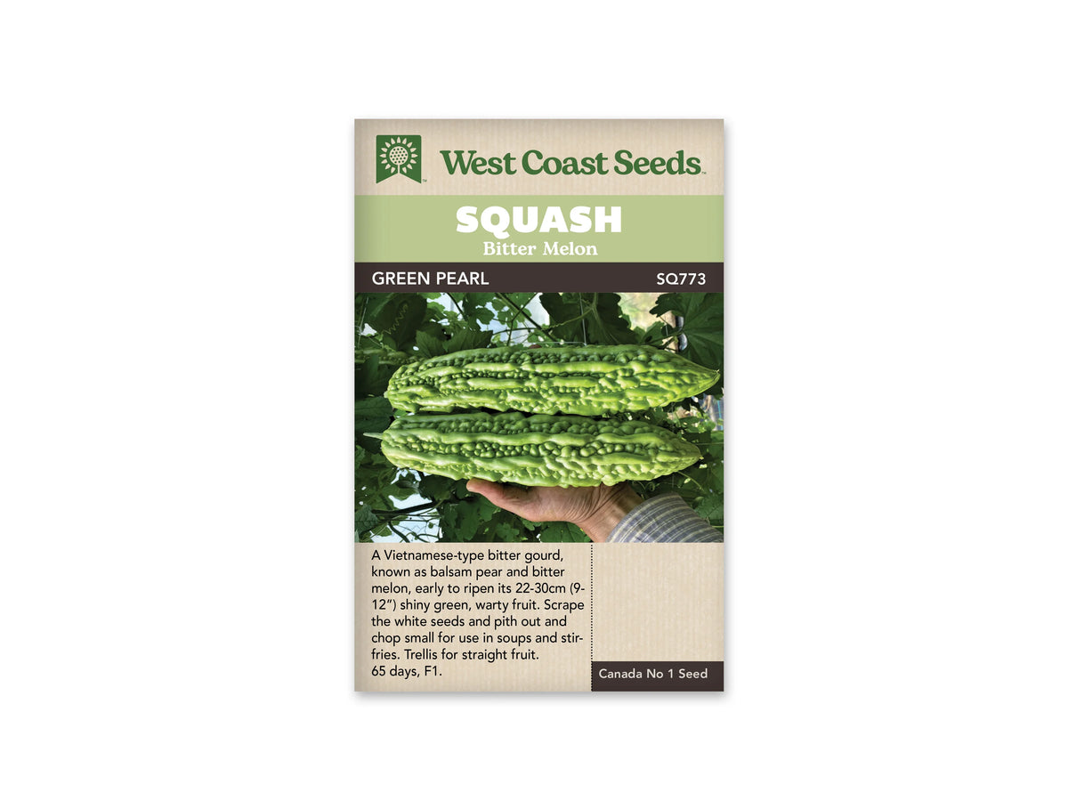 Sachet beige de semences Green Pearl avec bandeau vert pâle et nom sur fond brun. Deux longs melons amers verts sont présentés horizontalement devant un feuillage dense. Leur peau brillante porte de nombreuses bosses alignées. Une main soutient le fruit inférieur; la manche à fines rayures apparaît à droite, sous les fruits aux extrémités légèrement pointues.