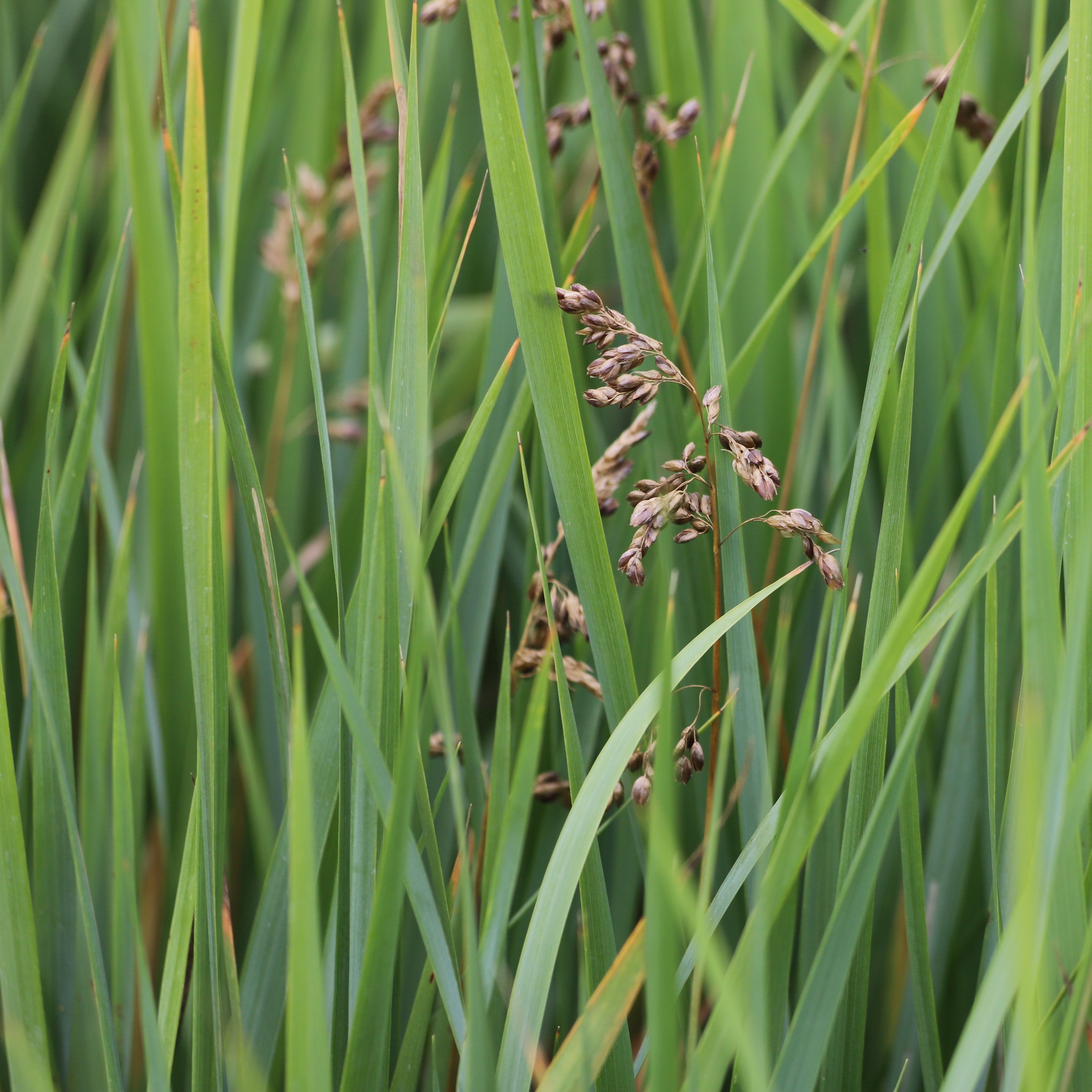 Marie Victorin seeds Hierochloe odorata (Sweetgrass) Pépinière ca