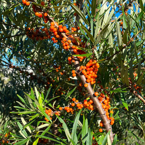 Sea Buckthorn (Hippophae rhamnoides) – Seeds