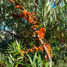 Argousier avec feuillage argenté et fruits orange.