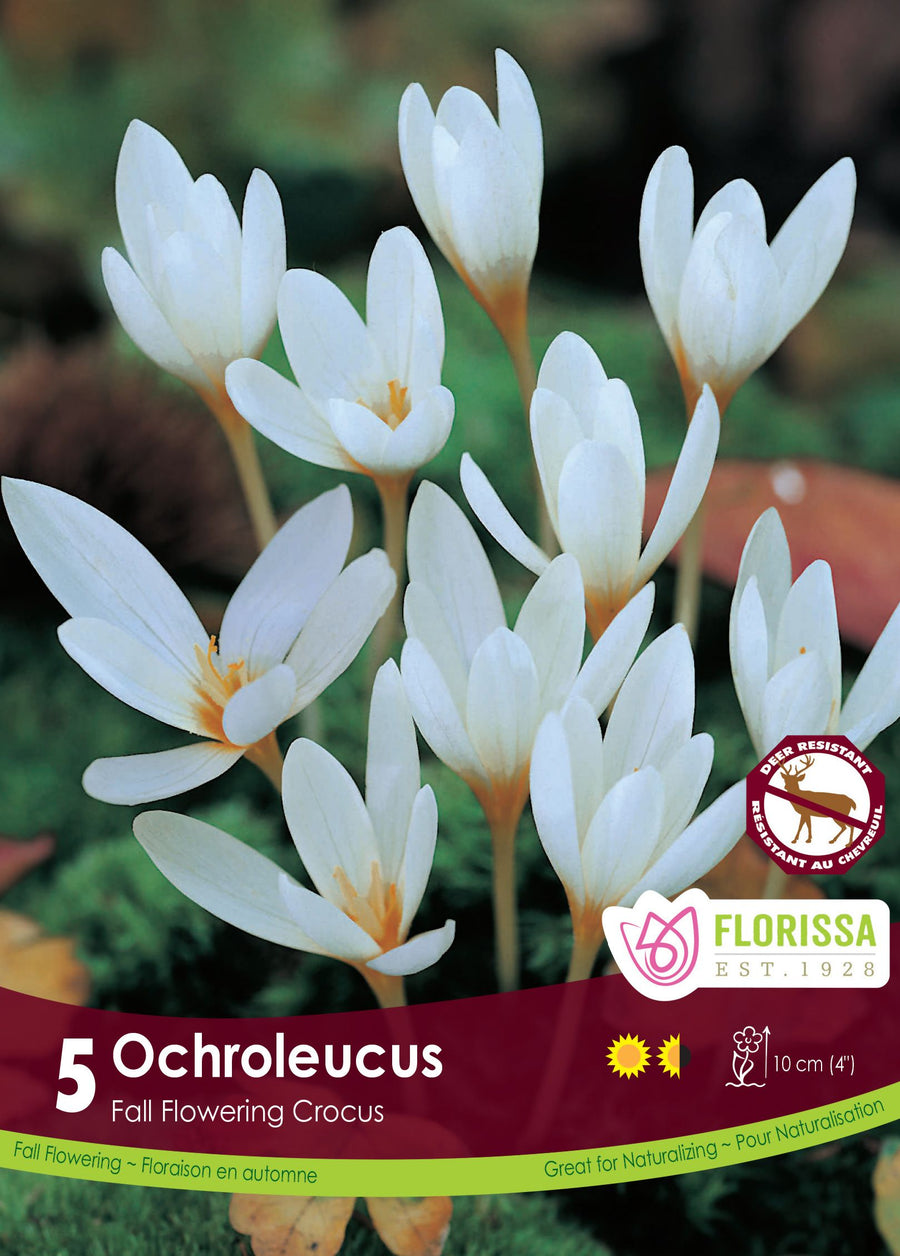 Crocus FF Ochroleucus