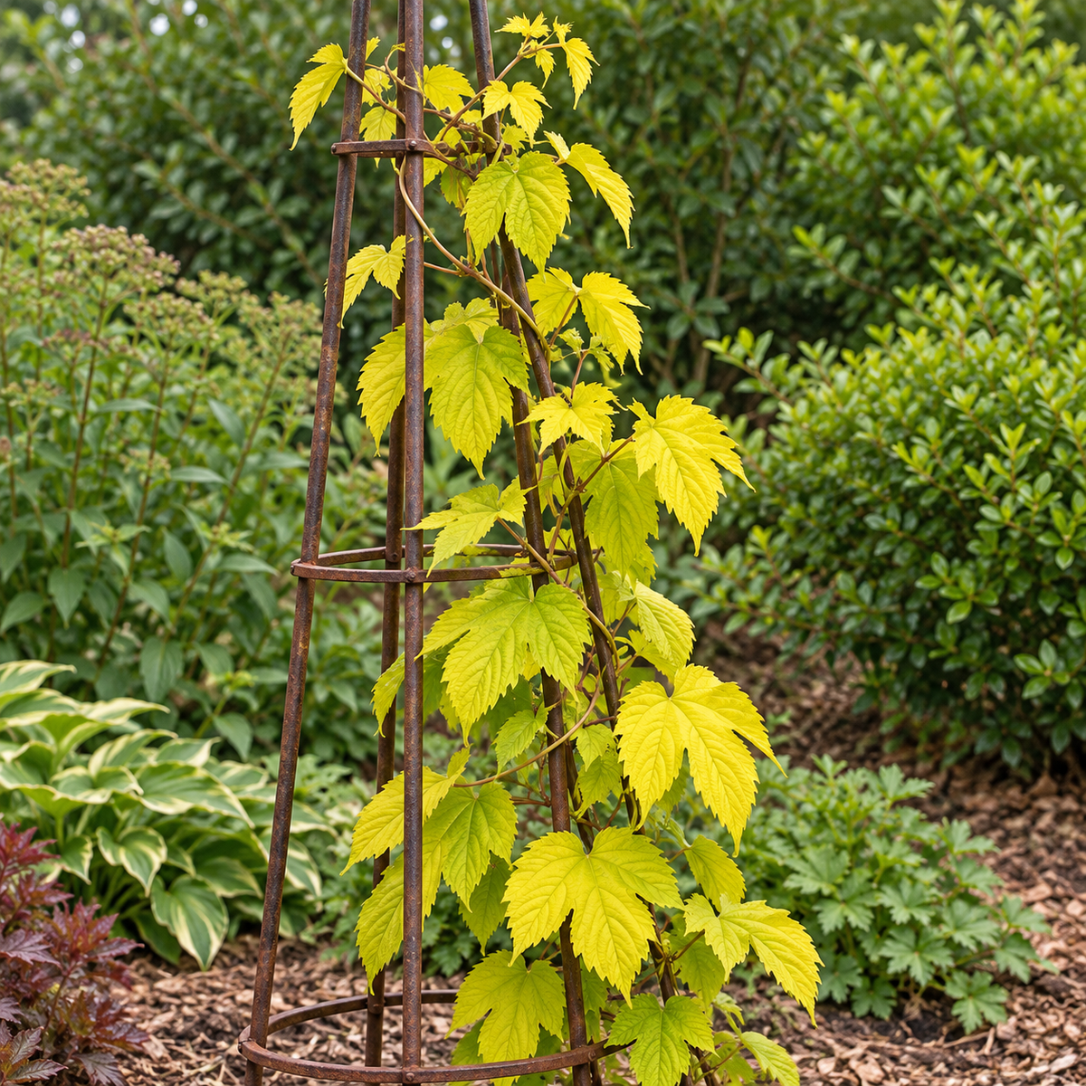 Humulus lupulus ‘Sumner’