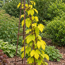 Humulus lupulus ‘Sumner’