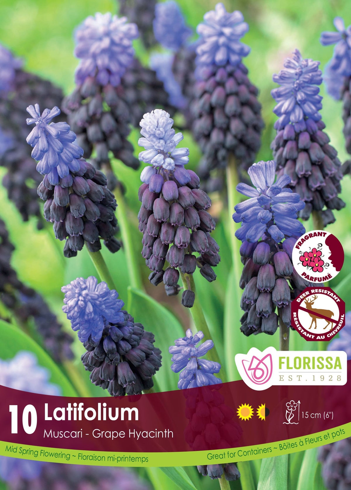 Muscari Latifolium ( Muscari ) : des grappes de muscaris bleu violet à base plus sombre. Le visuel Florissa présente la plante et son nom dans la partie inférieure de l’étiquette. La photographie occupe presque toute la surface, tandis que le bandeau du bas rassemble les indications du produit. Cette vue permet de reconnaître son apparence et de distinguer la variété présentée.
