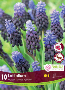 Muscari Latifolium ( Muscari ) : des grappes de muscaris bleu violet à base plus sombre. Le visuel Florissa présente la plante et son nom dans la partie inférieure de l’étiquette. La photographie occupe presque toute la surface, tandis que le bandeau du bas rassemble les indications du produit. Cette vue permet de reconnaître son apparence et de distinguer la variété présentée.