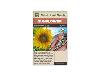 Sachet beige de semences Mongolian Giant avec bandeau terre cuite, nom sur fond brun et mention biologique. La photographie montre une grande fleur jaune devant un ciel bleu nuageux. Un encadré arrondi à droite présente une main contenant de longues graines rayées de blanc et de gris. Quelques feuilles vertes apparaissent sous le capitule.
