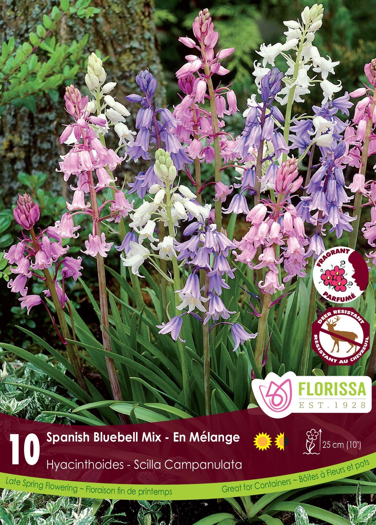 Jacinthes d’Espagne en mélange ( Hyacinthoides hispanica) : des grappes de clochettes roses, bleues et blanches. Le visuel Florissa présente la plante et son nom dans la partie inférieure de l’étiquette. La photographie occupe presque toute la surface, tandis que le bandeau du bas rassemble les indications du produit. Cette vue permet de reconnaître son apparence et de distinguer la variété présentée.