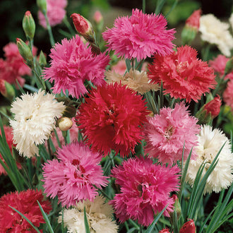 Des fleurs roses, rouges et blanches aux pétales très découpés se dressent sur des tiges vertes minces. Leurs contours fournis montrent de nombreux plis autour des centres serrés. Des boutons allongés apparaissent au-dessus et entre les corolles ouvertes. De longues feuilles étroites remplissent les espaces du bas, devant un fond vert et sombre rendu flou derrière les fleurs.