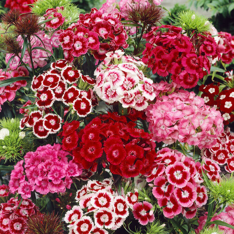 Sweet William  'Giant Single Mixed'