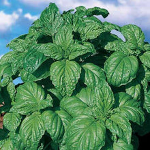 Semences Basilic à grandes feuilles 'Foglia di Lattuga' (Ocimum