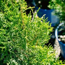 Thuya occidental ‘Private Jet’ (Thuja occidentalis)