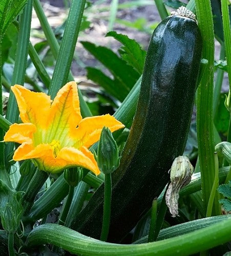 Semences Zucchini 'Nero di Milano' (Cucurbita pepo)