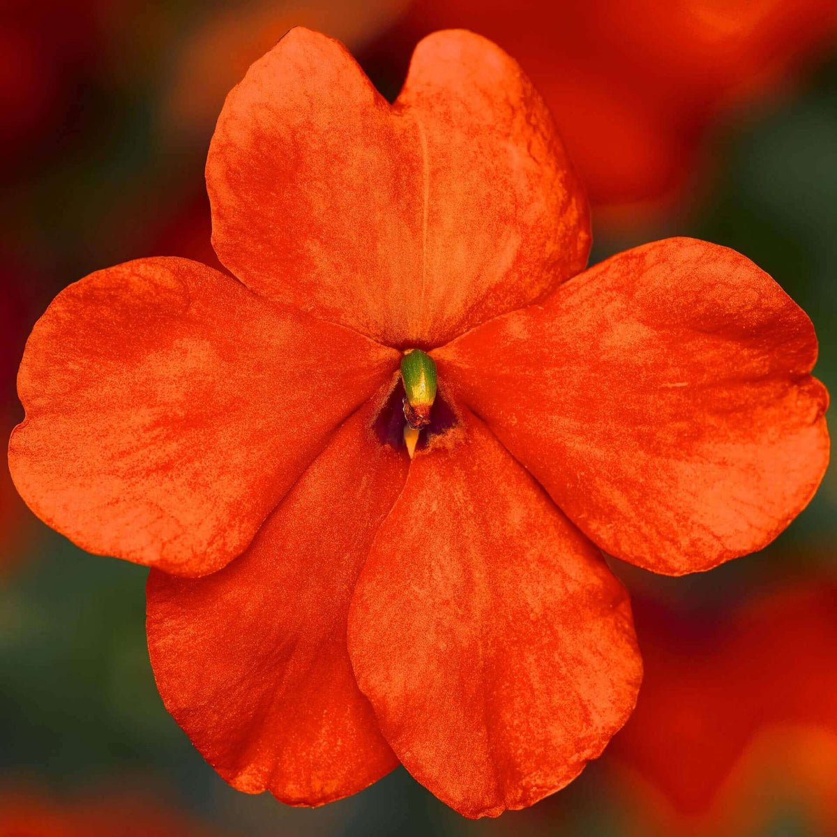 Impatiens ‘Imara XDR Orange’