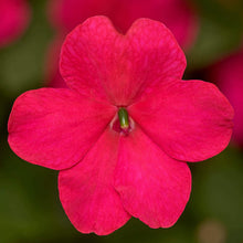 Impatiente 'Imara XDR rose foncé'