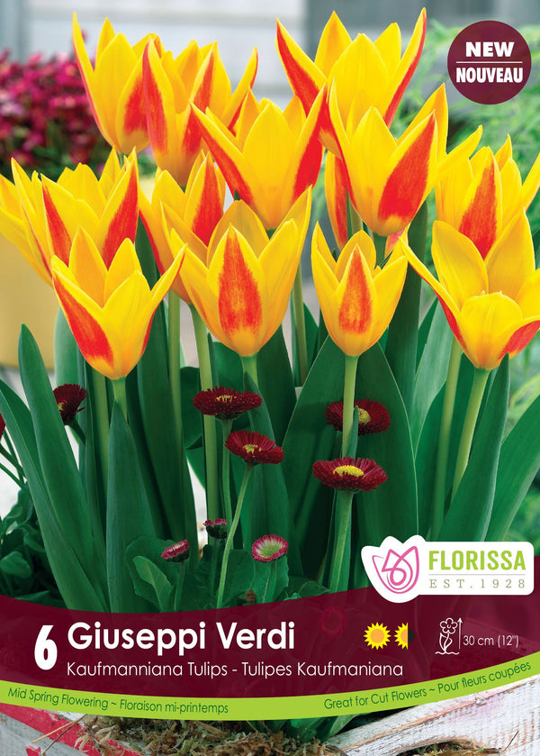 Tulipe Giuseppi Verdi