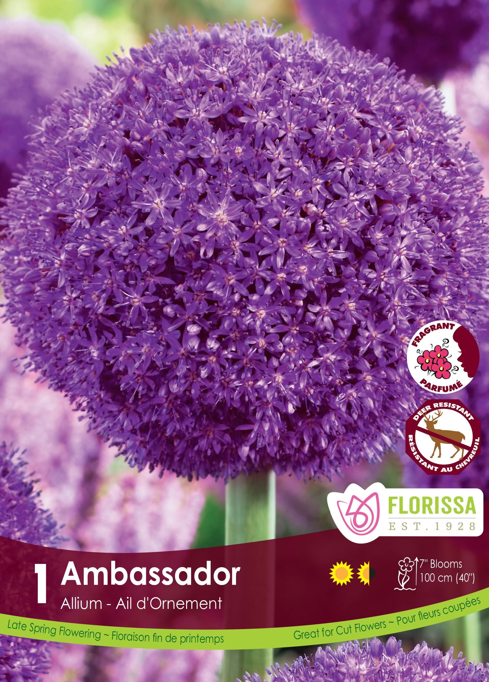 ‘Ambassador’ ornamental onion (<em>Allium</em> ‘Ambassador’)