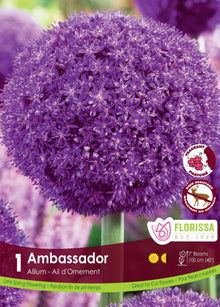 ‘Ambassador’ ornamental onion (<em>Allium</em> ‘Ambassador’)