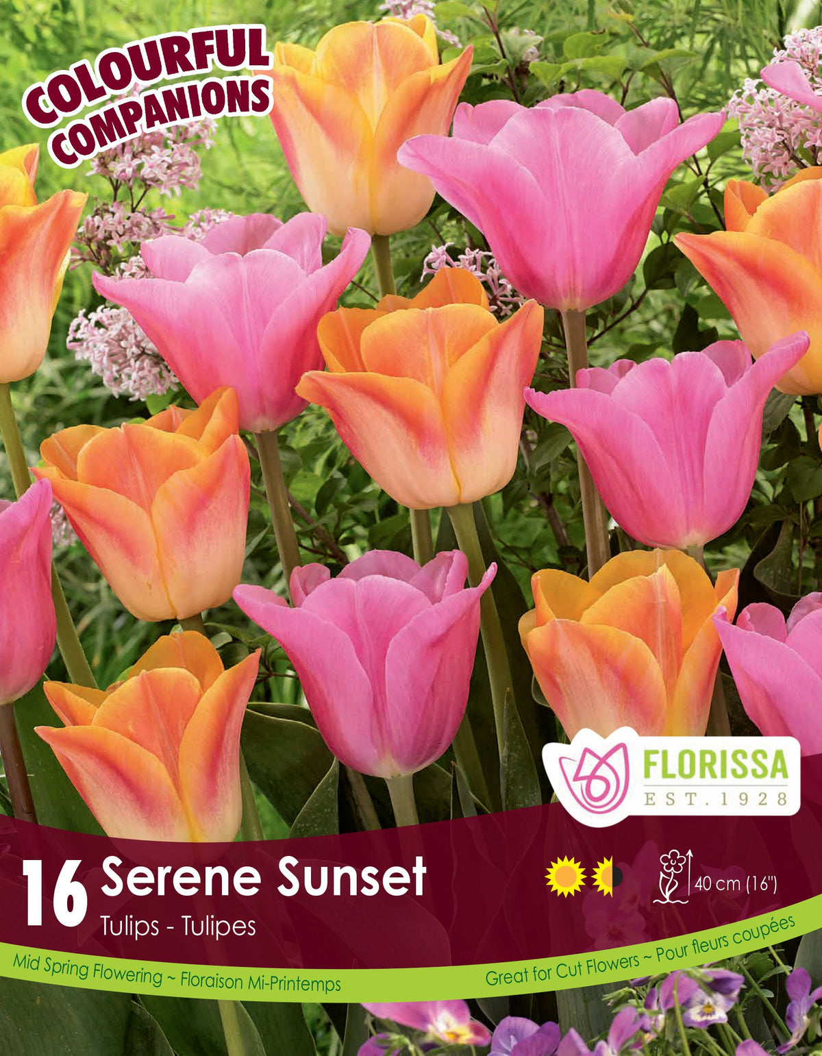 Harmonie florale Serene Sunset ( Tulipa spp.) : des tulipes roses et orange ouvertes en coupe. Le visuel Florissa présente la plante et son nom dans la partie inférieure de l’étiquette. La photographie occupe presque toute la surface, tandis que le bandeau du bas rassemble les indications du produit. Cette vue permet de reconnaître son apparence et de distinguer la variété présentée.