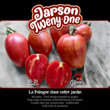Jarson Twenty One tomato (<em>Solanum lycopersicum</em> ‘Jarson Twenty One’)