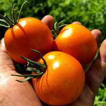 Organic 'Flamed Yellow' Cocktail Tomato