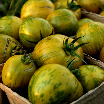 Tomate 'Dwarf Jeremy's Stripes' (Le kiwi zebré)