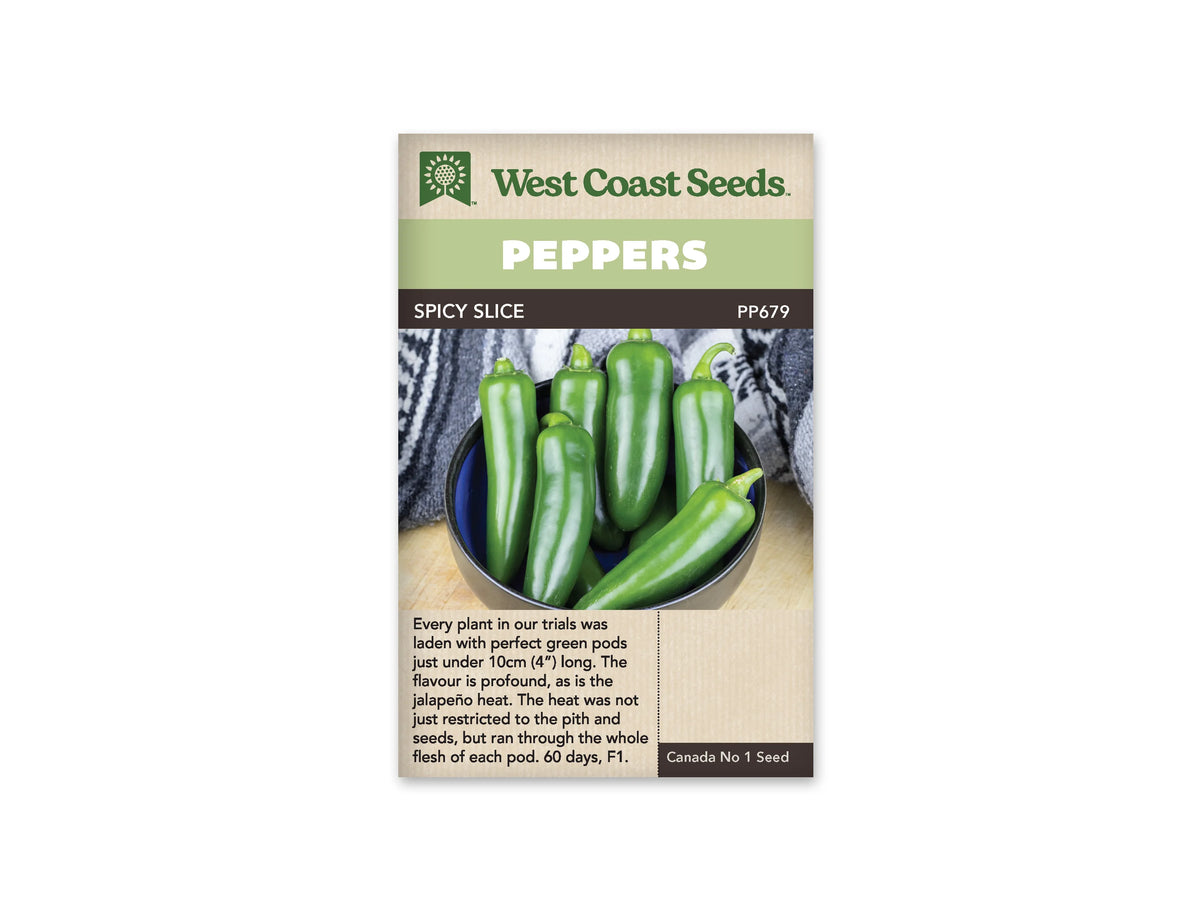 Sachet West Coast Seeds de piment Spicy Slice avec bandeau vert clair et nom sur une ligne foncée. La photo montre de gros jalapeños verts brillants réunis dans un bol sombre. Quelques fruits reposent sur le bord, devant un tissu gris et une surface de bois clair. Le texte descriptif occupe la partie beige inférieure.