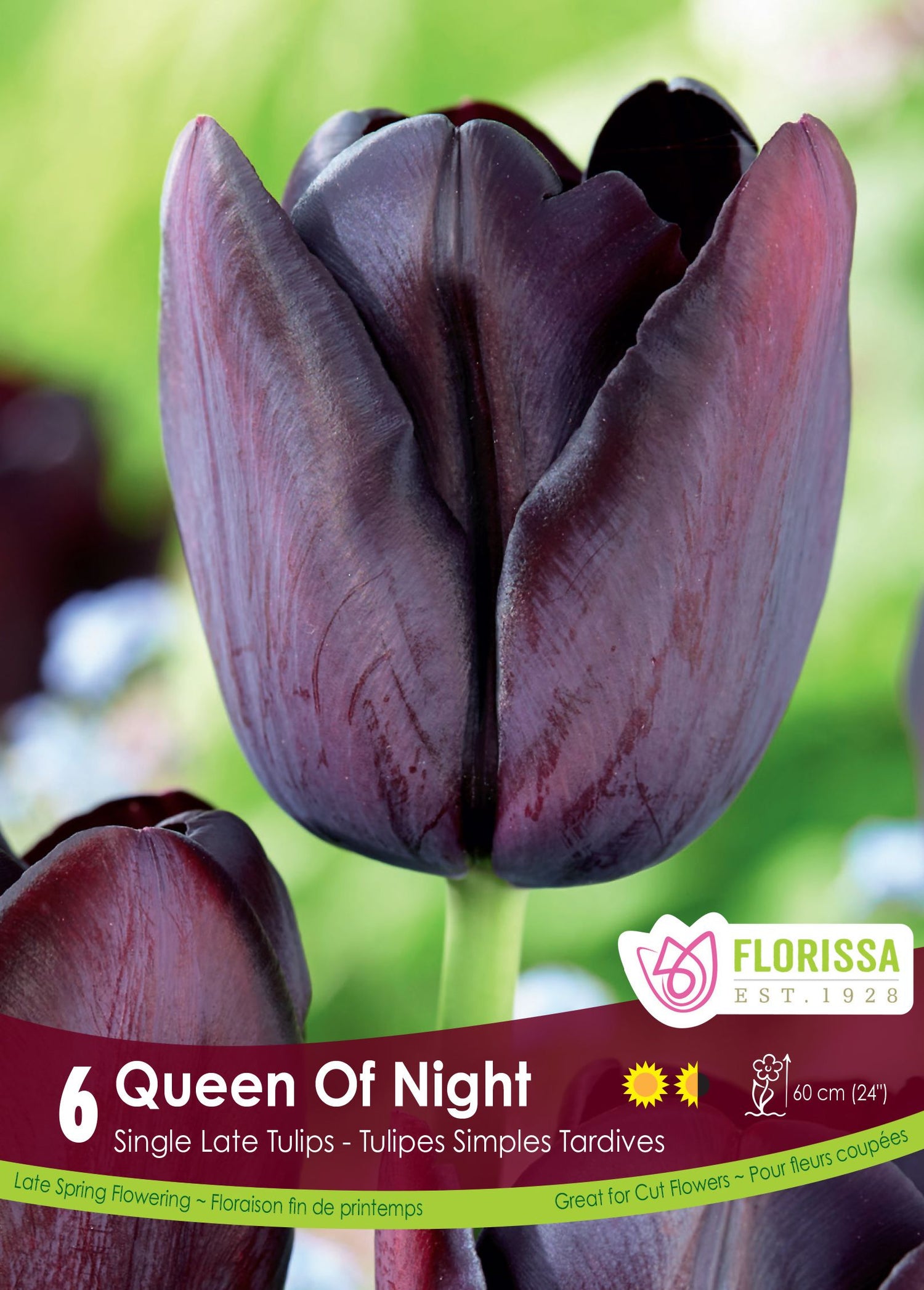  Queen of Night Tulip