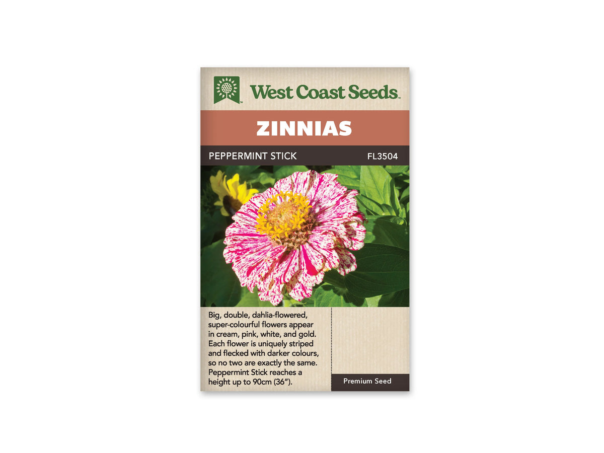 Sachet West Coast Seeds Peppermint Stick, avec une fleur vue de face. Ses pétales blancs sont couverts de fines stries et de taches rose rouge. De petites fleurs jaunes forment un cercle près du centre. De grandes feuilles vertes remplissent le fond, sous les bandeaux orange et brun du sachet.