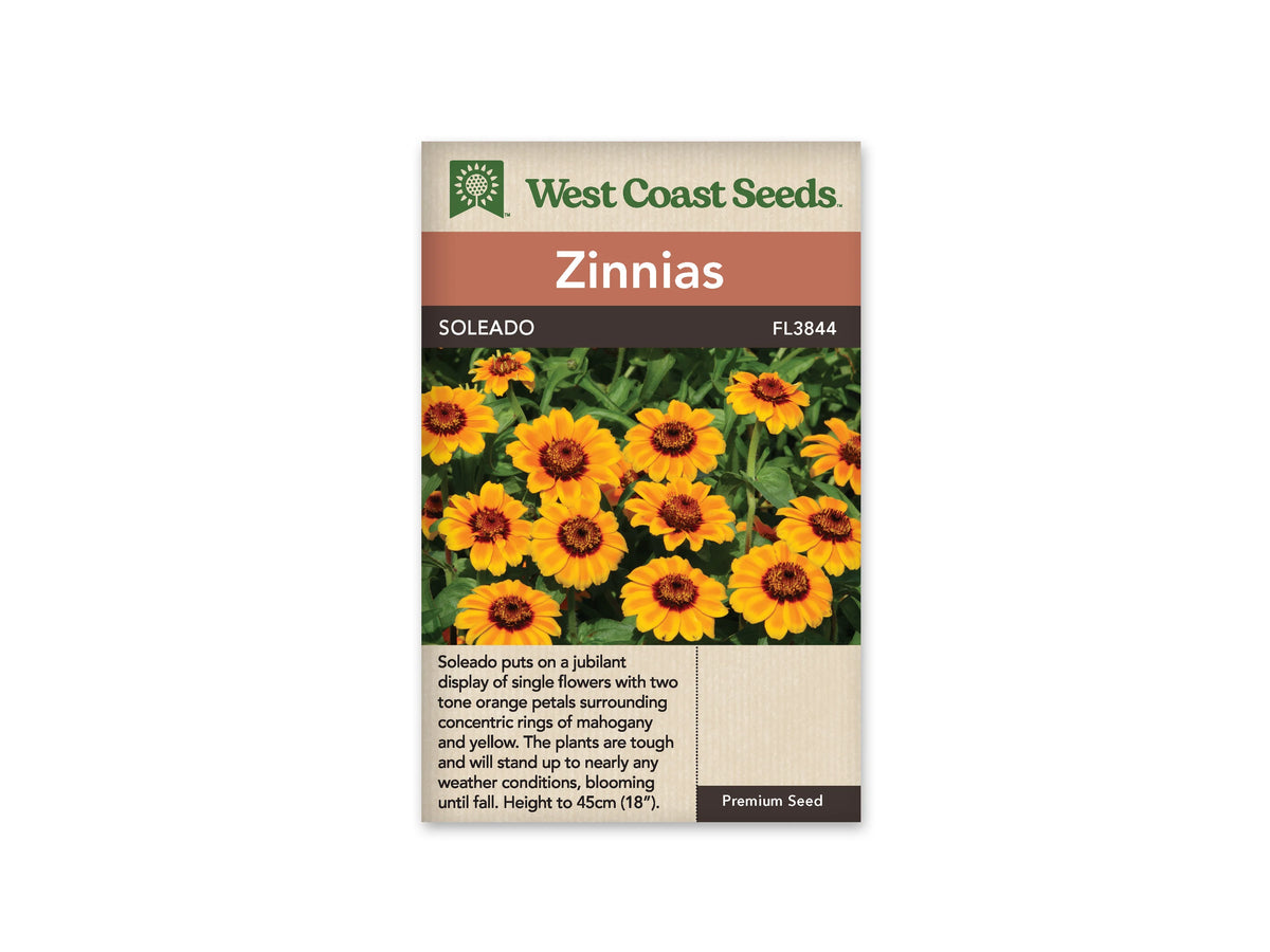 Sachet West Coast Seeds Soleado illustré de nombreuses fleurs simples orange et jaunes. Les pétales entourent un anneau rouge brun et un centre plus foncé. Des boutons et des feuilles vertes se mêlent aux fleurs. Le nom Soleado se trouve sur le bandeau brun, entre le titre orange et la photographie.