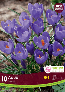 Aqua Crocus (<em>Crocus vernus</em>)