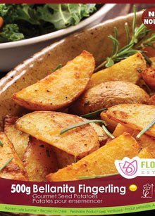 Pomme de terre Gourmet ‘Bellanita Fingerling’ ( Solanum tuberosum ) : des quartiers de pommes de terre cuits et dorés avec des herbes. Le visuel Florissa présente la plante et son nom dans la partie inférieure de l’étiquette. La photographie occupe presque toute la surface, tandis que le bandeau du bas rassemble les indications du produit. Cette vue permet de reconnaître son apparence et de distinguer la variété présentée.