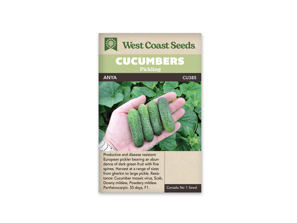 Sachet beige de semences Anya avec une bande verte et une bande brune. Sur la photographie, une main ouverte tient quatre petits concombres verts allongés, dont la peau porte de nombreuses petites bosses. Des feuilles de concombre forment l'arrière-plan. Une montre apparaît au poignet. Le texte descriptif en anglais se trouve sous cette image.