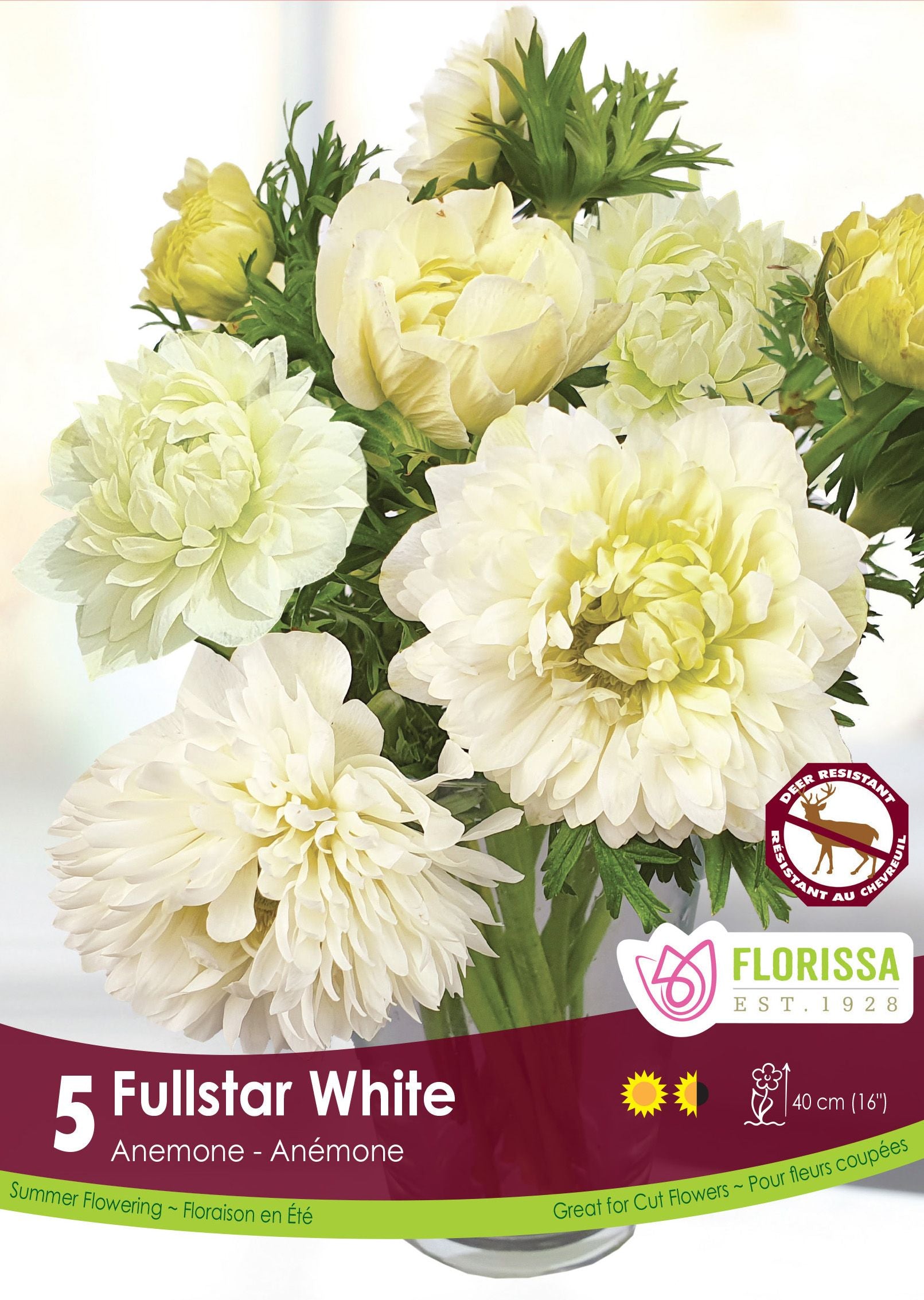 Anémone Fullstar ‘Blanc’ (<em>Anemone coronaria</em> ‘Fullstar White’)
