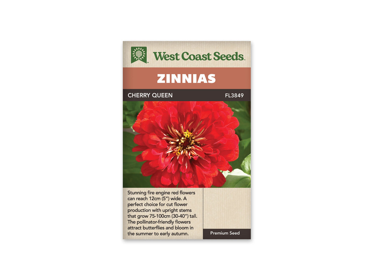 Sachet West Coast Seeds Cherry Queen, avec une grande fleur rouge vue de face. Ses pétales larges et superposés entourent un centre sombre où apparaissent de petites fleurs jaunes. Le fond est formé de feuilles vertes. La photo est encadrée par le bandeau du nom au-dessus et le texte beige au-dessous.