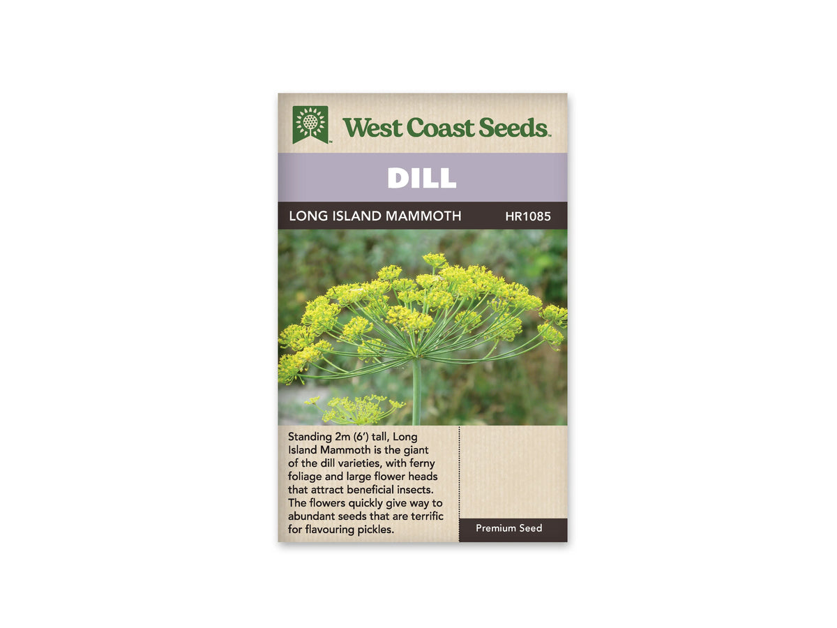 Sachet d’aneth Long Island Mammoth West Coast Seeds présenté de face sur fond blanc. La photographie montre une grande ombelle jaune et verte, bien ouverte au sommet d’une tige dressée. Le bandeau mauve porte le mot DILL. Le nom LONG ISLAND MAMMOTH apparaît sur la bande foncée, au-dessus de l’image et du texte anglais.