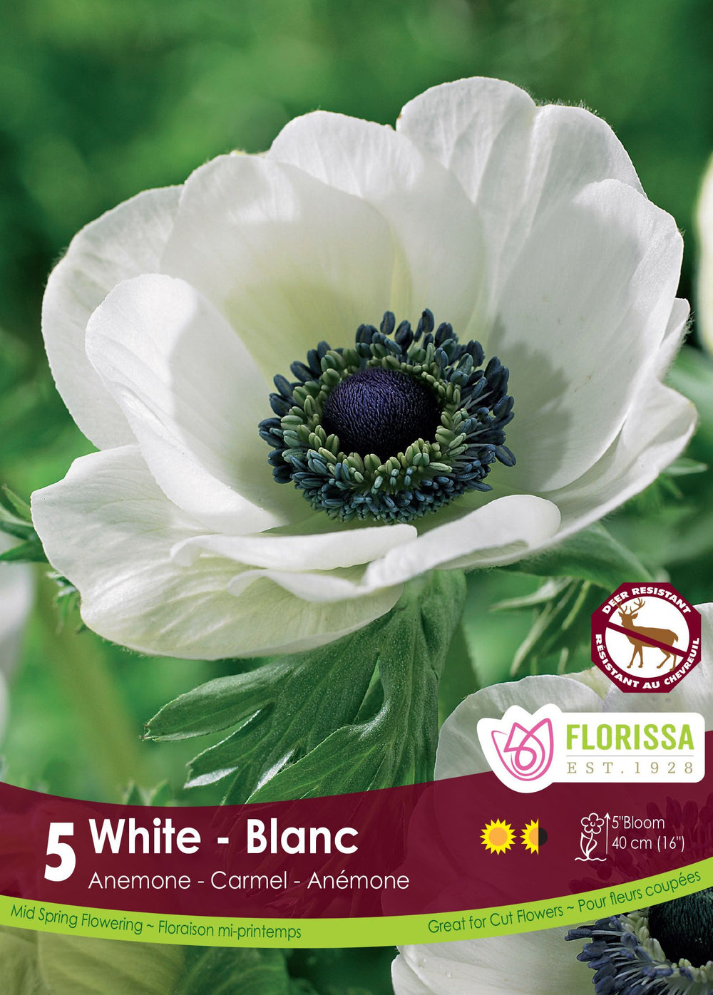 Carmel White Anemone