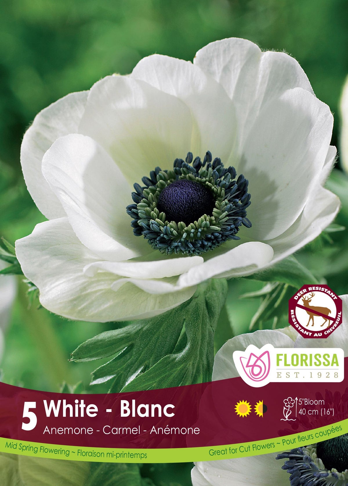 Anémone ‘Carmel White’ (<em>Anemone coronaria</em> ‘Carmel White’)