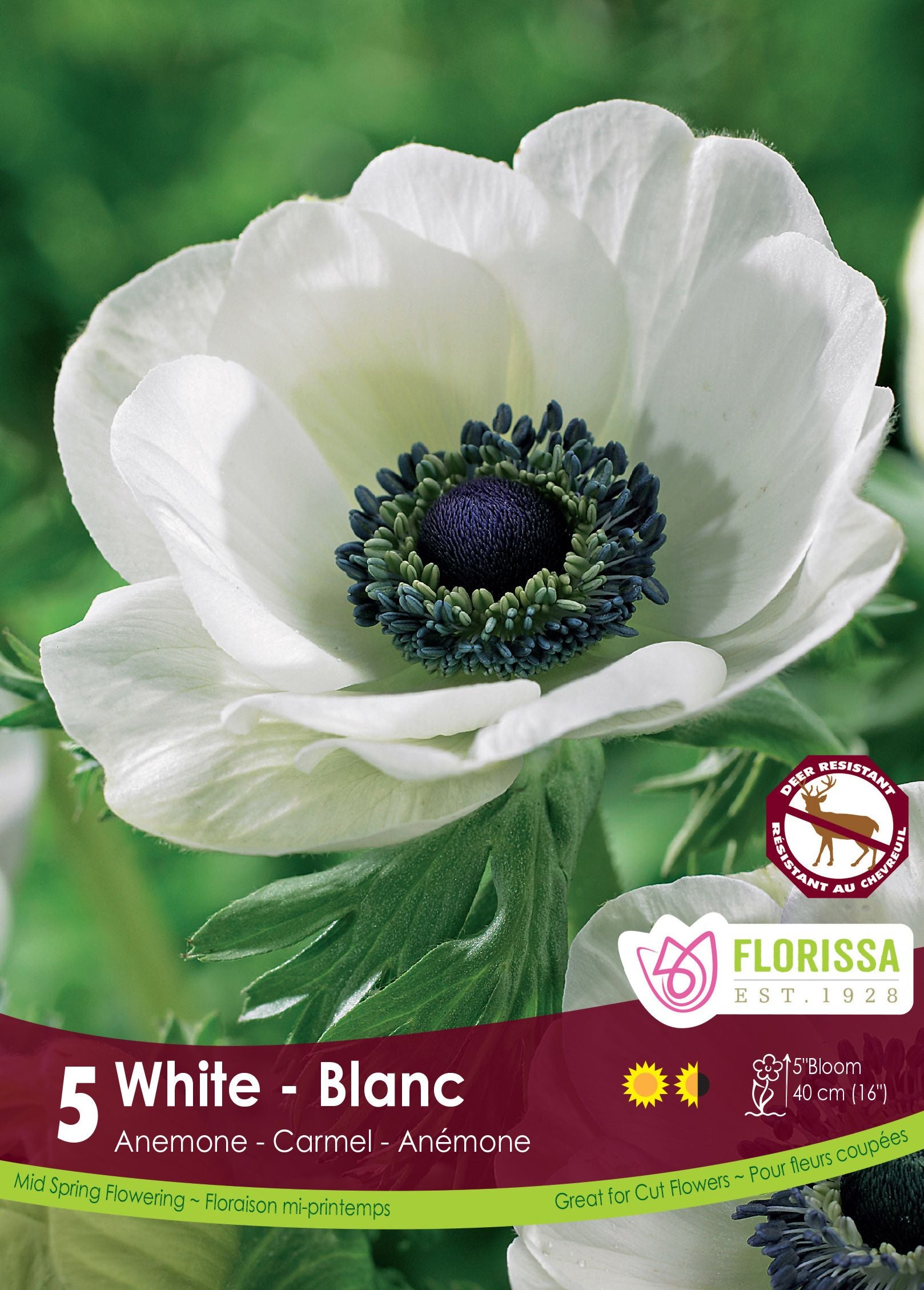 Anémone ‘Carmel White’ (<em>Anemone coronaria</em> ‘Carmel White’)