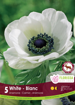 Carmel White Anemone