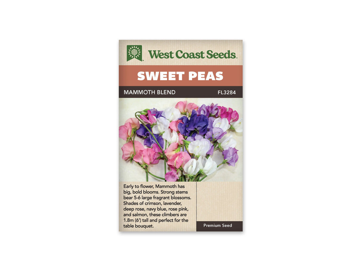 Sachet West Coast Seeds Mammoth Blend avec des fleurs de pois de senteur roses, blanches, lavande et bleu violet. Les corolles sont regroupées sur un fond clair, avec des tiges vertes visibles sous les fleurs. Des pétales rose pâle voisinent avec des teintes plus foncées au centre. Le bouquet occupe presque toute la photo.