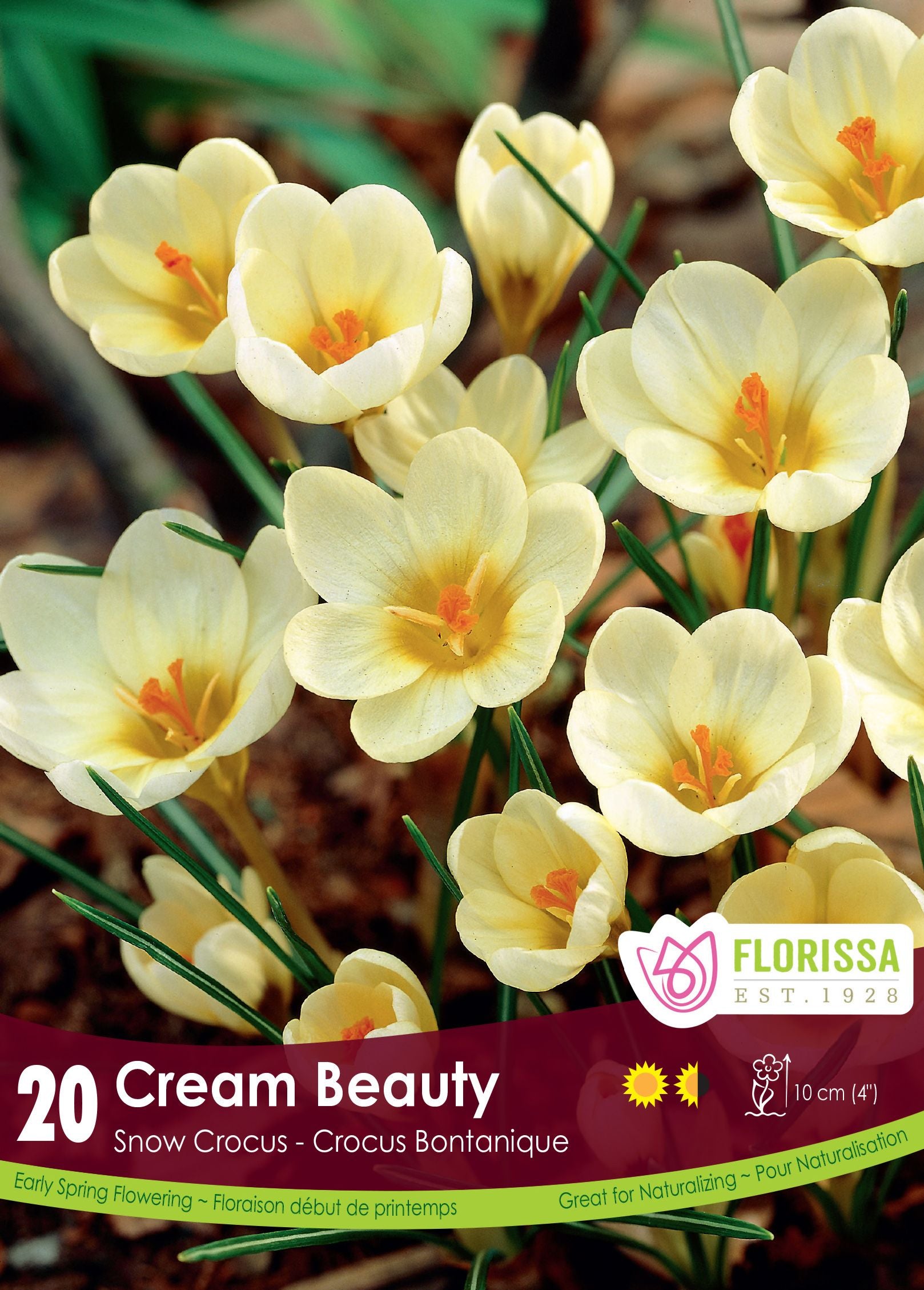 Crocus ‘Cream Beauty’ (<em>Crocus chrysanthus</em>)