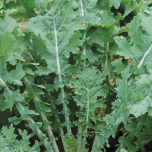 Organic ‘White Russian’ kale (<em>Brassica napus</em> ‘White Russian’)