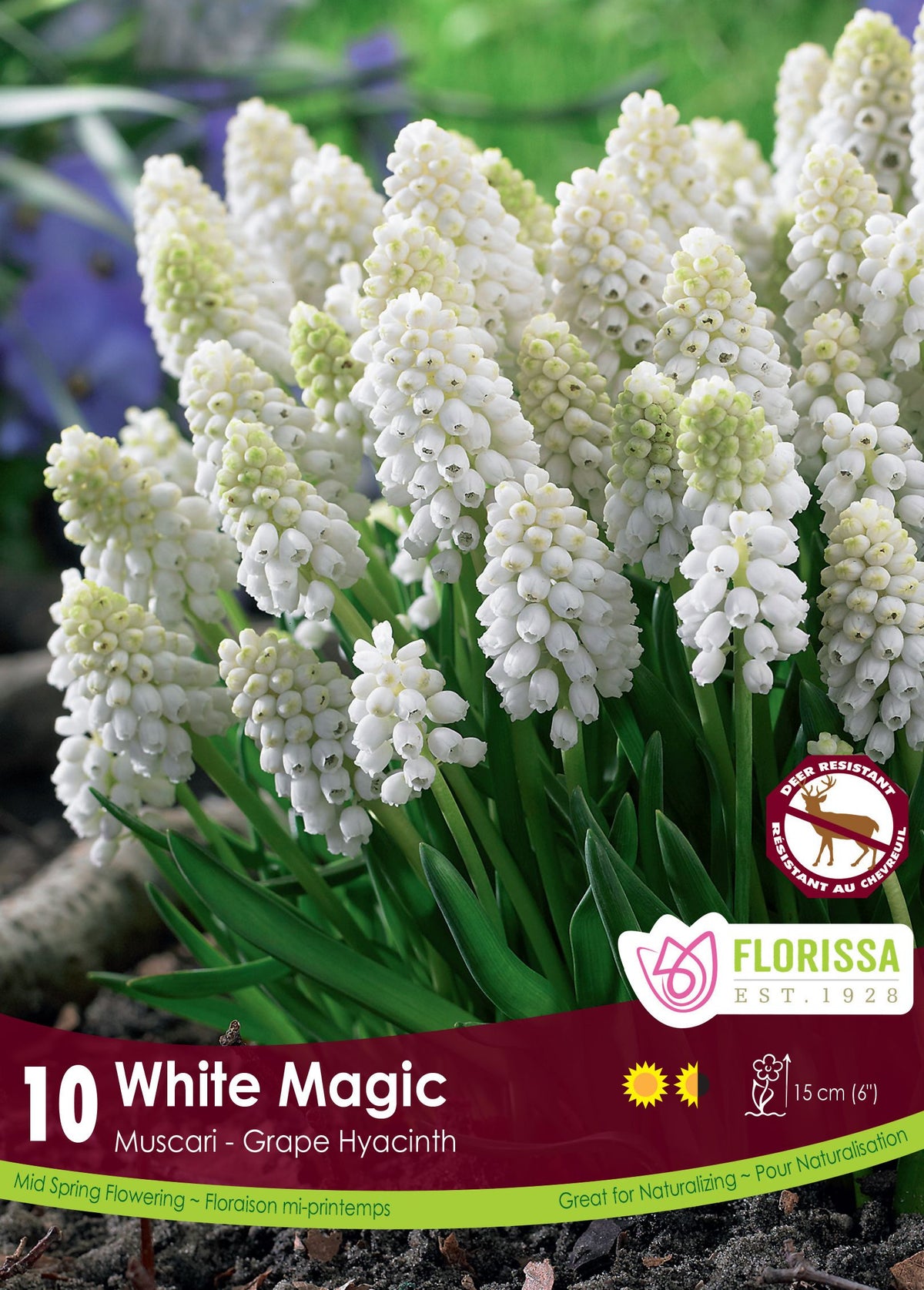 Muscari White Magic ( Muscari ) : des grappes de muscaris blancs au-dessus de fines feuilles vertes. Le visuel Florissa présente la plante et son nom dans la partie inférieure de l’étiquette. La photographie occupe presque toute la surface, tandis que le bandeau du bas rassemble les indications du produit. Cette vue permet de reconnaître son apparence et de distinguer la variété présentée.