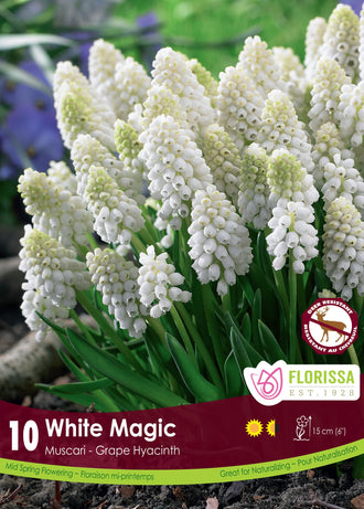 White Magic Grape Hyacinth: white grape hyacinth clusters above narrow green leaves.