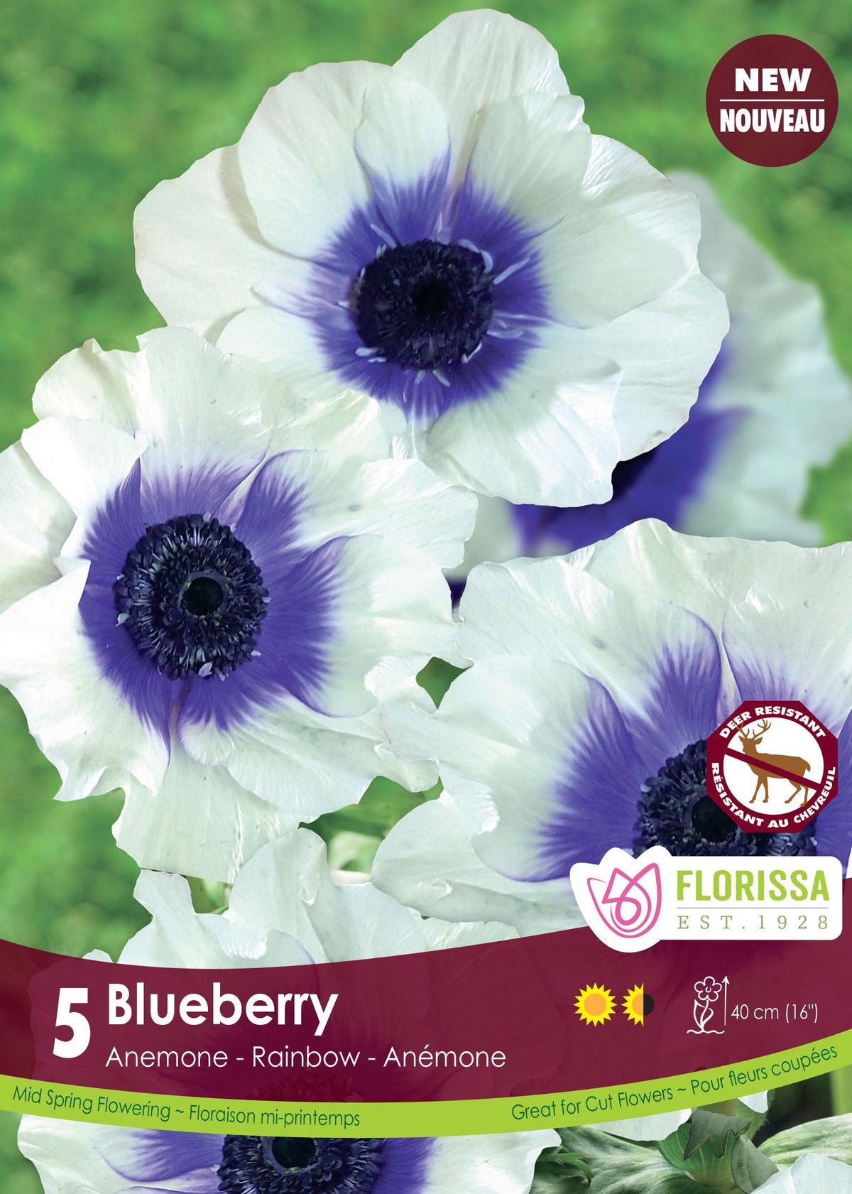 Anémone ‘Rainbow Blueberry’ (<em>Anemone coronaria</em> ‘Rainbow Blueberry’)