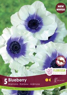 Anémone ‘Rainbow Blueberry’ (<em>Anemone coronaria</em> ‘Rainbow Blueberry’)